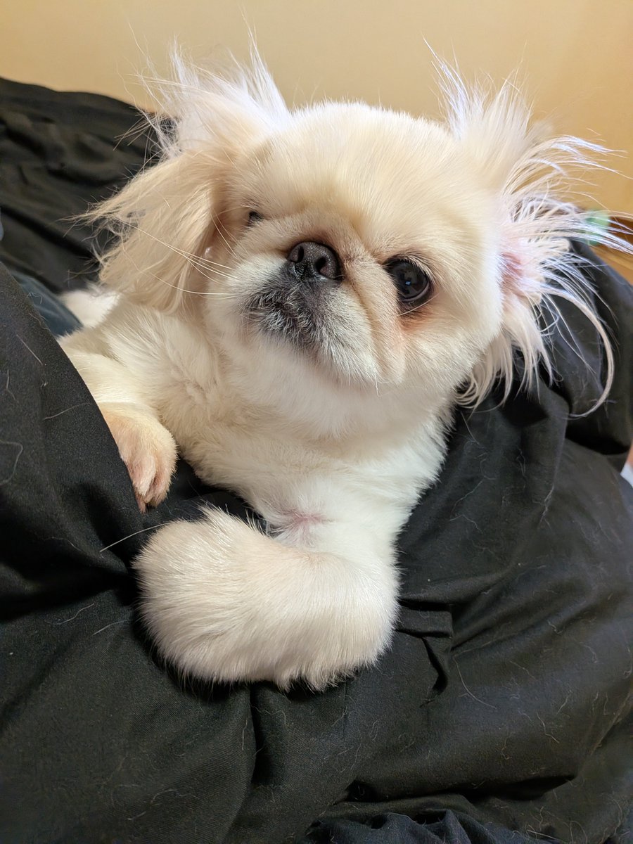 wata_pekingese tweet picture