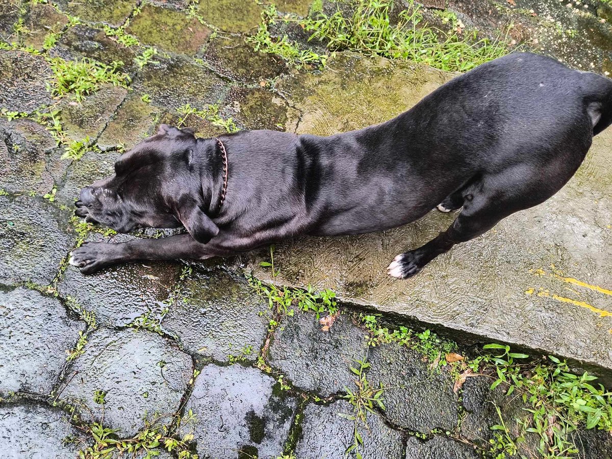 TlalpanVecinos's tweet photo. 🐶🚨 SOS: Perrito busca una familia

Nos piden ayuda para encontrar un hogar para un perrito que nuevamente ingresó al Bosque de Tlalpan.

Quienes lo han visto señalan que es muy dócil, tranquilo y de buen tamaño, además de encontrarse en buenas condiciones. ❤️🐾

Sin embargo, el bosque no es un lugar adecuado para que permanezca, por lo que buscan una familia que pueda adoptarlo y brindarle una vida digna, segura y llena de cariño. 🏠💕

🙏 Ayúdanos compartiendo esta publicación. Tal vez entre nuestros seguidores esté la persona indicada para darle una segunda oportunidad.

📲 Informes y adopción: WhatsApp 56 4103 0083

🐾 No lo dejemos solo. Ayudemos a encontrarle un hogar. ❤️

#SOS #AdopciónResponsable #PerritoEnAdopción #BosqueDeTlalpan #AdoptaNoCompres #AyudaAnimal