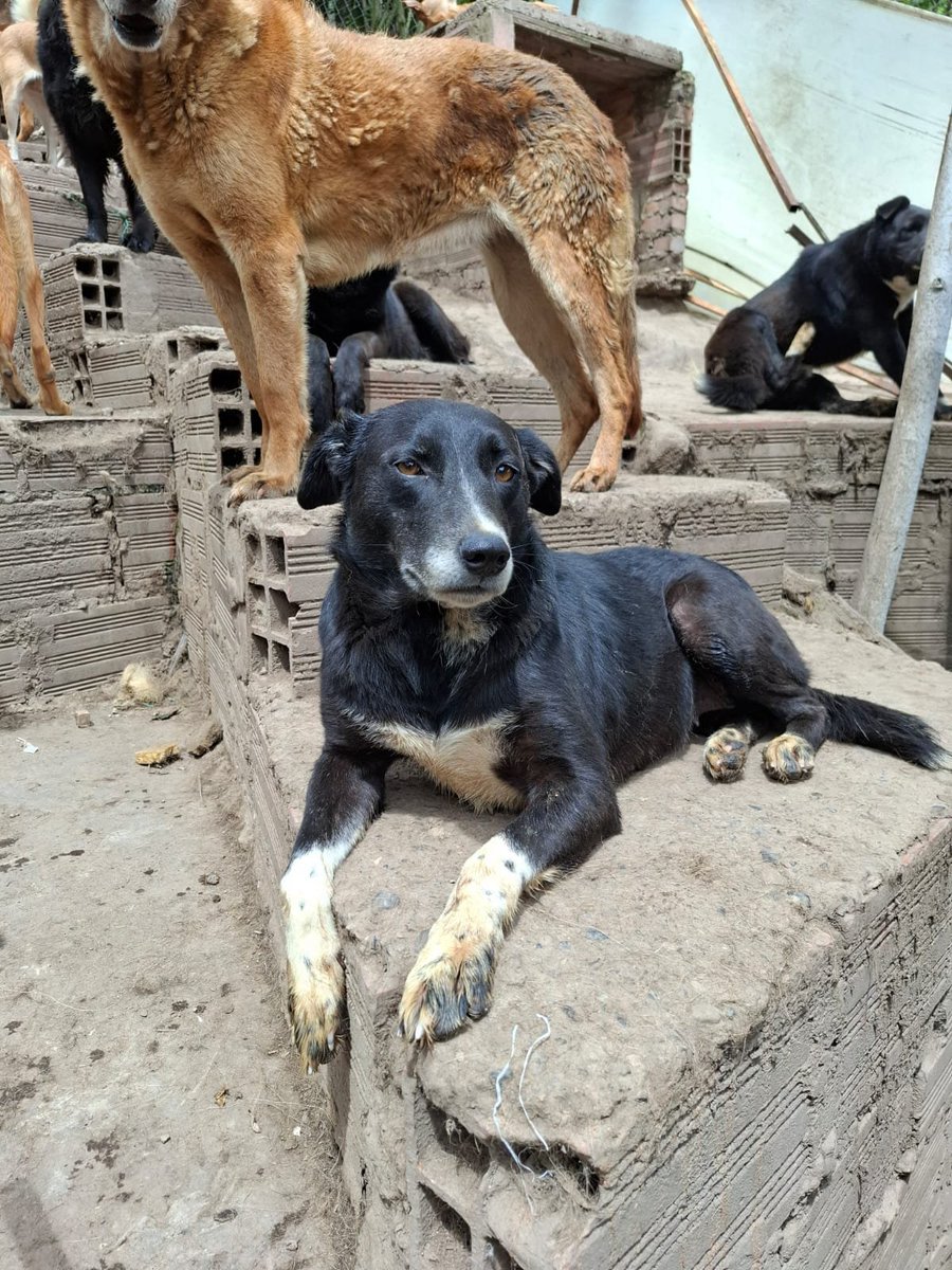 FundacionLucila's tweet photo. Tenemos taaaantos perritos en adopción 🥹
¿Nos ayudan a difundir? https://t.co/oDK9eHHmw0