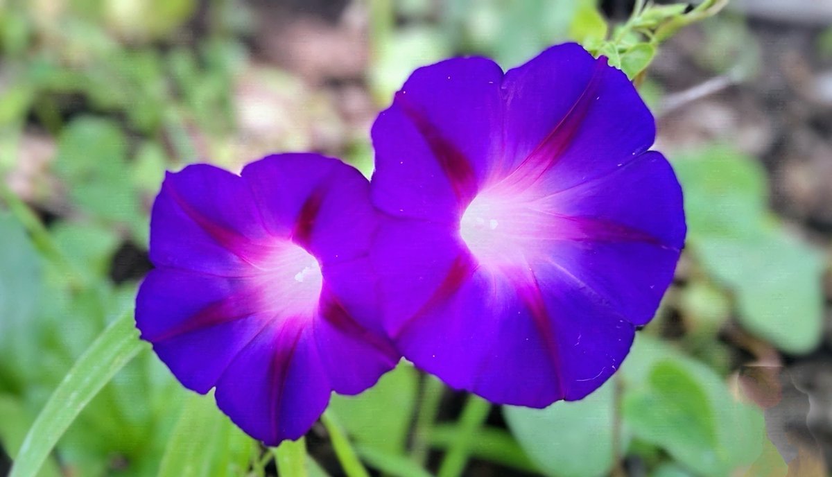 acogui_kid's tweet photo. おはようございます 🌥️☔️🌈

morning glory (アサガオ) https://t.co/y4Tv616Q7f