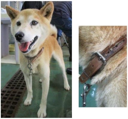fukushiyamesagi's tweet photo. 🆘緊急🆘#収容犬
公表期限9/8(火)
8/28(金)茨城県笠間市大田町
茶首輪+ナスカン
茶白♂柴犬
📲茨城県動物指導センター🙇🏻‍♂️#だっぺ帝国
迷い犬迷子保護イヌいぬオス茶色白茶赤柴芝水戸城里桜川石岡小美玉内原友部宍戸稲田麺屋下北スタミナラーメン一伸大正cafe富次郎店栗の絲活龍神農和泰然 #道の駅かさま

🚨「オス」「体格/中」「首輪/茶色」(※画像の首輪には破損したナスカンのフック部分が付いています。)とされる、柴犬(茶柴、赤柴)が収容されています‼
🚨️飼い主様、関係者様は大至急お迎えをお願いいたします🙏🏻
🚨収容犬にお心当たりのある方は大至急センター迄ご連絡をお願いいたします📲🙇🏻‍♂️

♦️公表期限後も収容継続中の動物達は、センターHP『収容中の動物たち』よりご確認ください🙏🏻(※ センター登録の団体様やボランティア様により引き出されている場合や、期限後に飼い主様のお迎えがあった場合は掲載されません。迷子探しでご不明な点はセンター迄お問い合わせください🙇🏻‍♂️)⏩https://t.co/bL237Y3DZd

※センターへのご連絡は迷子探しのご用件のみでお願いいたします🙏🏻

🟢センター収容の動物は公示満了(公表期限)後、センター登録の団体様、ボランティア様経由で里親様になれます🏡🐕🐈‍⬛🍀✨

♦️人慣れしていない子でも、ボランティア様や団体様に引き出され、お家で家族として暮らす為の訓練をしている子達もいます🐕🐈‍⬛

♦️シェルターや預かり様の所で1頭分のスペースが空けば、また1頭引き出せます。

『chie_kudo1122(センター登録個人ボランティア)』様Instagram
⏩https://t.co/CDaS9Ek5KW

◎公示には、種類『柴犬』* 毛色『茶』** 性別『オス』*** 体格『中』首輪『茶色』**** と記載されています🐕

＊犬種の認識・表現は個人の感覚等により異なる為、収容中の犬が公示記載種類の「柴犬」としてではなく、柴、芝犬、芝、或いは茶柴、茶芝、赤柴、赤芝等として捜索されている可能性もあります。

＊＊公示掲載画像の動物は、撮影・再生条件、被毛・皮膚の濡れ・汚れ、或いは傷病等により色合いや印象が逸走当時とは違って見える場合があります。また毛色・毛柄等の認識・表現は個人の感覚等によっても異なる為、収容中の犬が公示記載毛色の「茶」としてではなく、茶色、茶白(色)、白茶(色)、赤毛等として捜索されている可能性もあります。収容犬個体特有の特徴はセンター迄お問い合わせください(※迷子動物をお探しの方は直接センターへ出向かれてのご確認が確実です。)📲🙇🏻‍♂️

＊＊＊収容動物は長毛、傷病、或いは興奮等により、性別の確認が困難な場合があり、公示記載の性別が後日訂正される可能性もあります。正確な情報はセンター迄お問い合わせください📲🙏🏻

＊＊＊＊公示掲載画像の収容動物装着品は撮影・再生条件、褪色・劣化等により元の色合い・形状とは違って見える場合があります。公示に記載はありませんが、画像の首輪には破損したナスカンのフック部分が付いています。正確な情報はセンター迄お問い合わせください📲🙇🏻‍♂️

⚠️公示には推定年齢、マイクロチップ等に関する記載はありません。詳細はセンター迄お問い合わせください📲🙏🏻

⚠️⚠️傷病等の有無・状態、収容状況等についてはセンター迄お問い合わせください📲🙇🏻‍♂️

◎迷子動物は市区町村境・都県境等を越境して収容される場合もあります。

◎公示に記載がなく、掲載画像からも不明な収容動物の特徴等についてはセンター迄お問い合わせください📲🙏🏻

◎各センター・保健所等ではDNA検査による鑑定は実施していないと考えられますので、公示記載の犬種・猫種等は推定であり目安とお考えください🙇🏻‍♂️

◎収容動物は長期放浪等の影響による容姿の変化、或いは首輪等の脱落、色柄・形状等の経年劣化、放浪中の他者による装着等の可能性があります。公示に掲載画像がある場合でも、撮影・再生条件、被毛・皮膚の濡れ・汚れ・傷病等により動物の目の色や毛柄等の特徴、或いは経年劣化等により首輪等の色柄・形状等が逸走当時とは違って見える可能性があります。またリンクのミス等により掲載画像に別の個体や装着品が表示されるケースも稀に見られます。公示記載情報、或いは掲載画像からの印象と、動物の逸走当時の容姿、装着品との多少の差異に拘らずセンターでのご確認をお願いいたします🙏🏻

保健医療部動物指導センター保護指導課
〒309-1606 茨城県笠間市日沢47
電話番号：0296-72-1200
FAX番号：0296-72-2271
平日8：30～17：15(土日祝祭日を除く)

センターが保護している犬猫 
⏩https://t.co/1YMcEStlt1

収容中の動物たち
⏩https://t.co/bL237Y3DZd

動物指導センターの紹介
⏩https://t.co/UYpwIhJo2i

26-0572