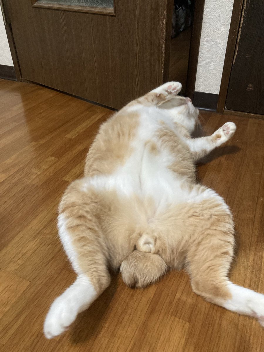 shasha_koko_'s tweet photo. まだまだ暑い日が続くね https://t.co/7lc3ruFB1U