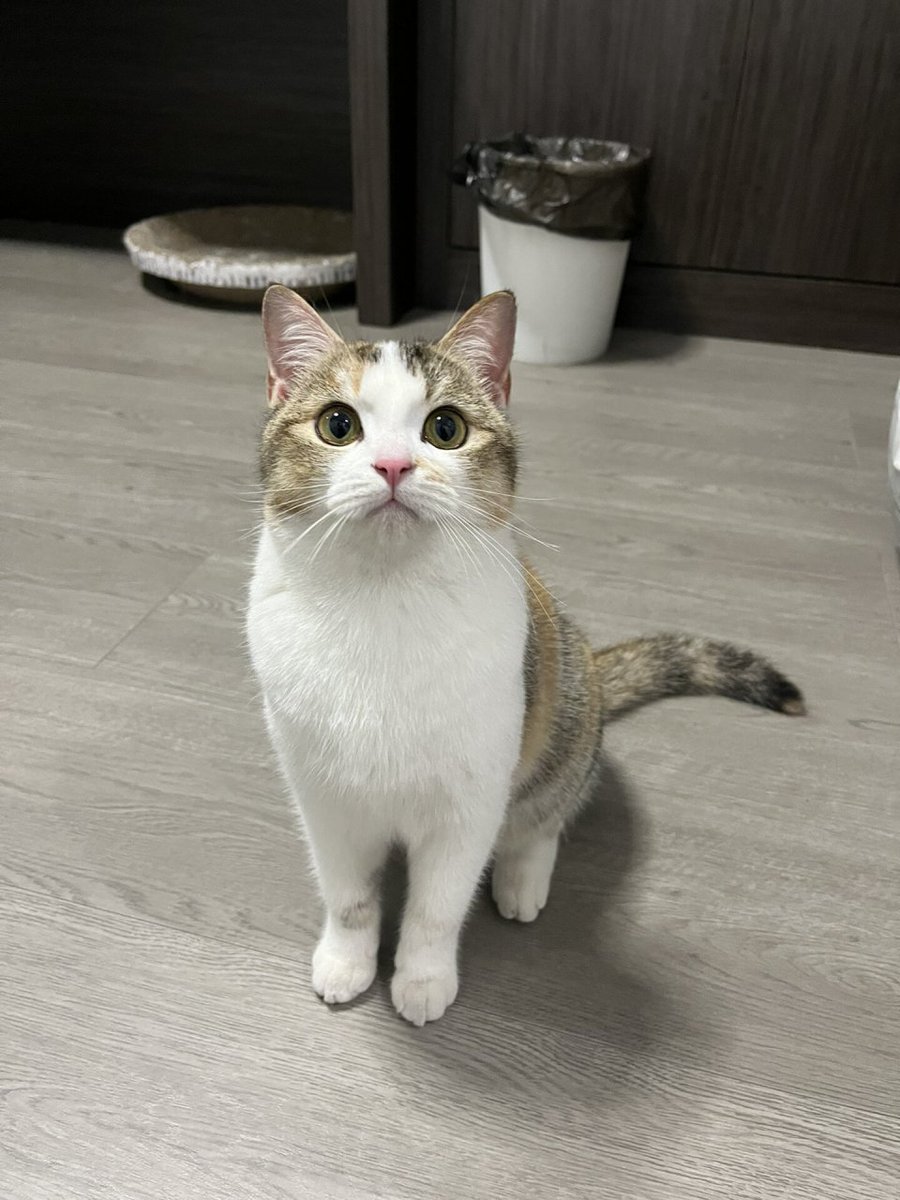 histay___'s tweet photo. 小奶猫到家3个月，从眯眼软萌的小团子变成了会翻肚皮讨罐罐的小傲娇～成长就是看着它把每个可爱瞬间都攒成专属回忆， https://t.co/ZBahtXG1Lr