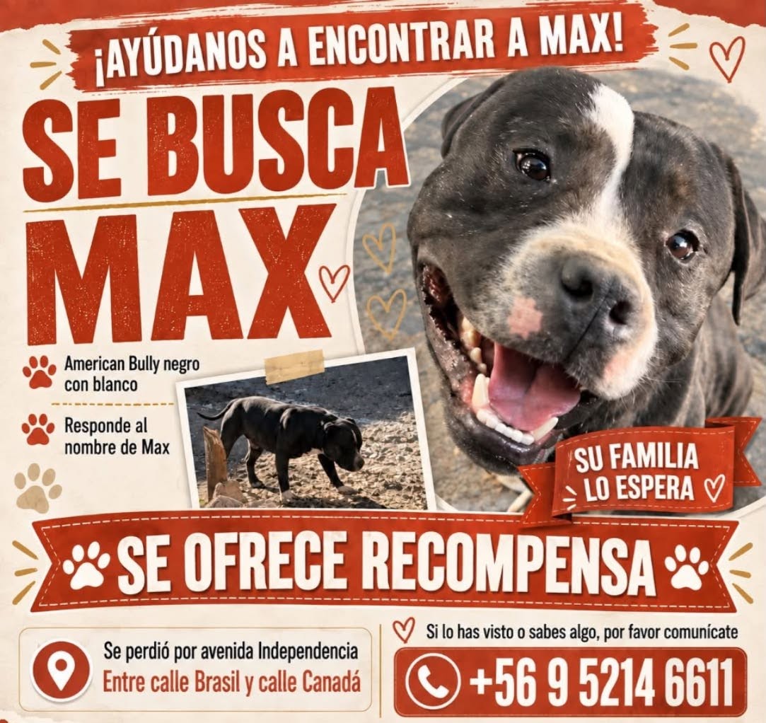 eltuitdemarsh's tweet photo. ¿Ayudamos difundiendo a Max para que se reencuentre con su familia?
#Calama https://t.co/W0EeeBqk1g