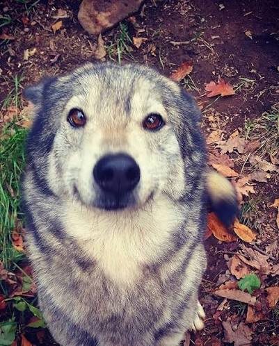 korrina2x's tweet photo. Sasha died I'm sad https://t.co/hCNbexpnqP