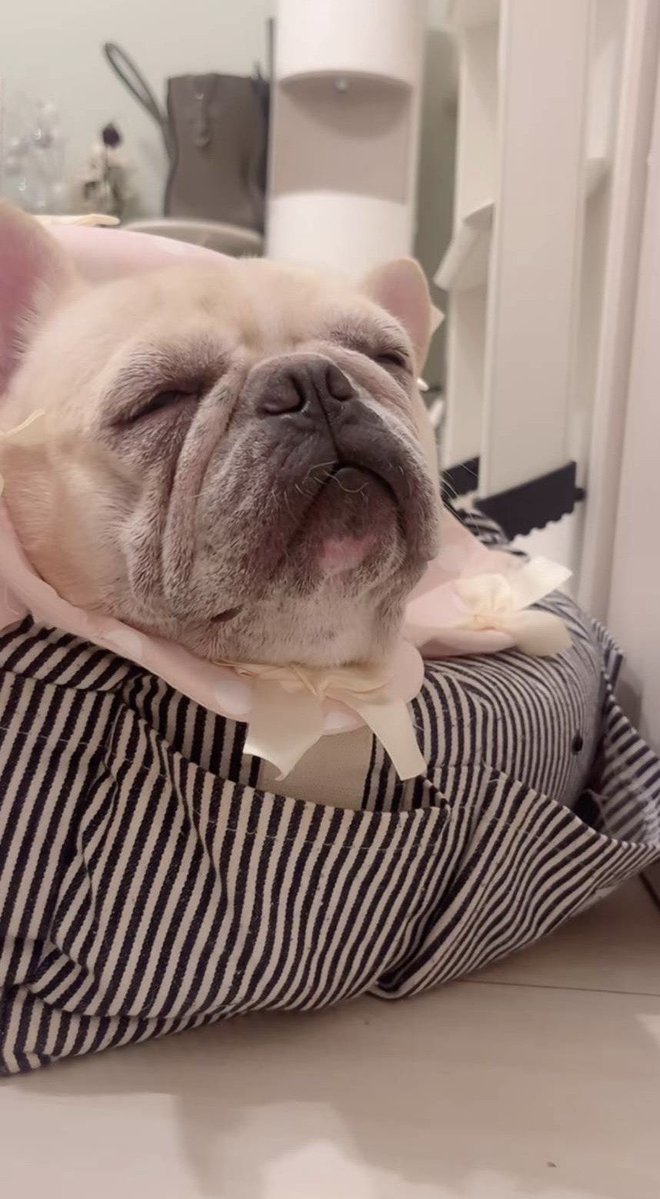 gaitowanko's tweet photo. Zzz.......
#フレンチブルドッグ #犬好きさんと繋がりたい https://t.co/iS60QBmQGy