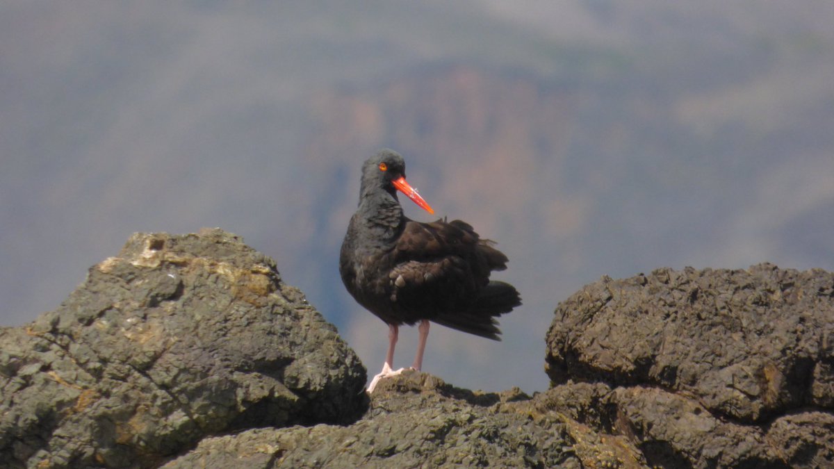plodq's tweet photo. Oystercatcher, San Francisco https://t.co/sfj86oTsou