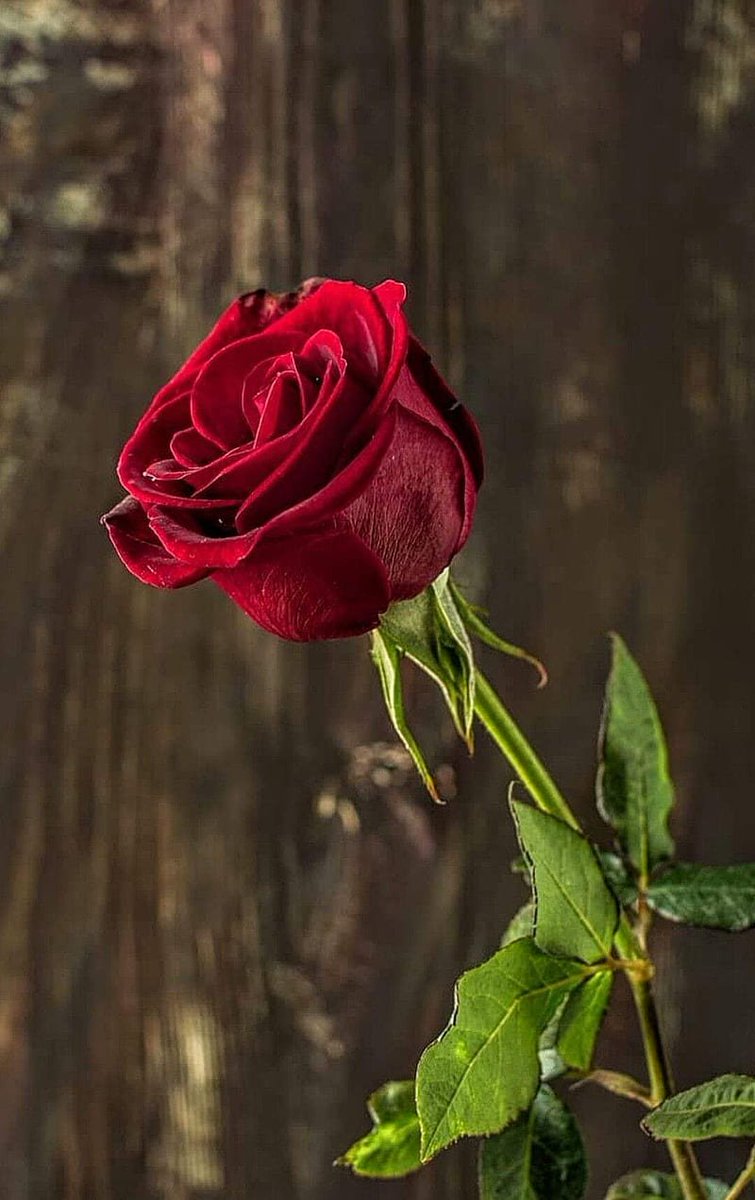 Eren_gunnes's tweet photo. İnsanın iyi ve kötü amelleri kendisine iade edilir. 
İnsanın amel defteri bedenidir.
Zannetmeyin ki bir tane defter olacak. 
İyi ameliniz nur olarak bedeninize işler, bedeninizi kapatan bir örtüsü  olur. 
Kötü ameliniz, Allah muhafaza gökten bir yıldırım şeklinde üstüne düşer o insanın, ilk önce bedensel olarak hastalıklara dönüşür, ısrarla günahına devam ederse mal kayıplarına, daha da devam eder, tövbe etmezse can kayıplarına ulaşır. Toplum bunları bilmiyor.Kuran'la hiçbir alakası yok bu toplumun. Öldükten sonra olmayacak şu anda oluyor bunlar. Ama bize ne öğrettiler öldükten sonra olacak.
" Nasılsa öldükten sonra olacak"  diyor adam "burda bildiğin gibi yaşa "
Yok!
 Evet, insanız kolay değil , Kur'an'ı anlamak zor. Nefisle mücadele zor.O seviyeye gelene kadar kim bilir insanın ne kadar zaman mücadele vermesi lazım. O yaşama ulaşması için.
Eeee o zamana kadar ne yapacak ?
Öğrenmediği için,bilmediği için hep hatalı davranacak.
Peki hatalarının karşılığında ne olacak?
Bileti kesilecek. Her hatasında bir ceza, gökten bir yıldırım.
Ne oluyor ondan sonra?
İşte bakın ağrı kesicilerle,sinir haplarıyla gece gündüz yaşamaya çalışıyor toplum.
Ama o kadar cahil bir toplum ki, sanki hiç Kur'an gelmedi bunlara.
Onun için kardeşlerim sabah akşam tevbe etmeliyiz.
Çünkü niye?
Biz Allah'ın ilmini anlayacak seviyede değiliz.
Hataya çok açık varlığız,her an günah işleme kapasitemiz var.
Eee hepsinde (her hatamızda) hemen ceza alacağız,nasıl olacak?
Bunun önüne ancak tövbe ile geçebiliriz.
Onun için sabah akşam tövbe!
Aç kalın,susuz kalın, nefesiniz kesilsin, can verin ama sakın tövbeyi terk etmeyin!
Aklınız varsa tövbesiz yaşamayın!
Sabah akşam dilinizden tövbeyi düşürmeyin yoksa berbat olursunuz...

- Pir Beşir Efendi