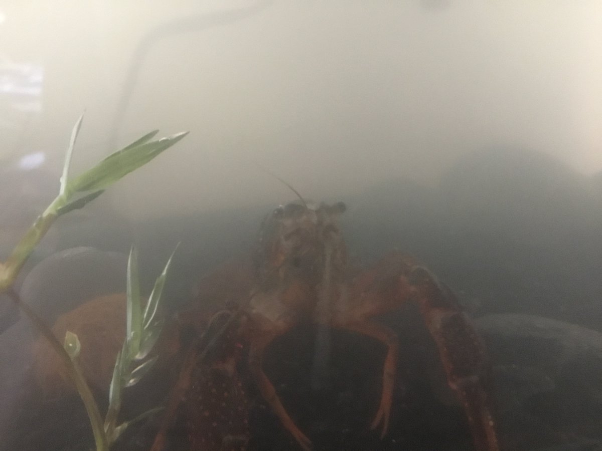 A_Lockheedguy's tweet photo. @RacePopeIII literally me! (dont mind the blurry second photo this was after i moved them to a new tank) https://t.co/u8jnk5OnkH