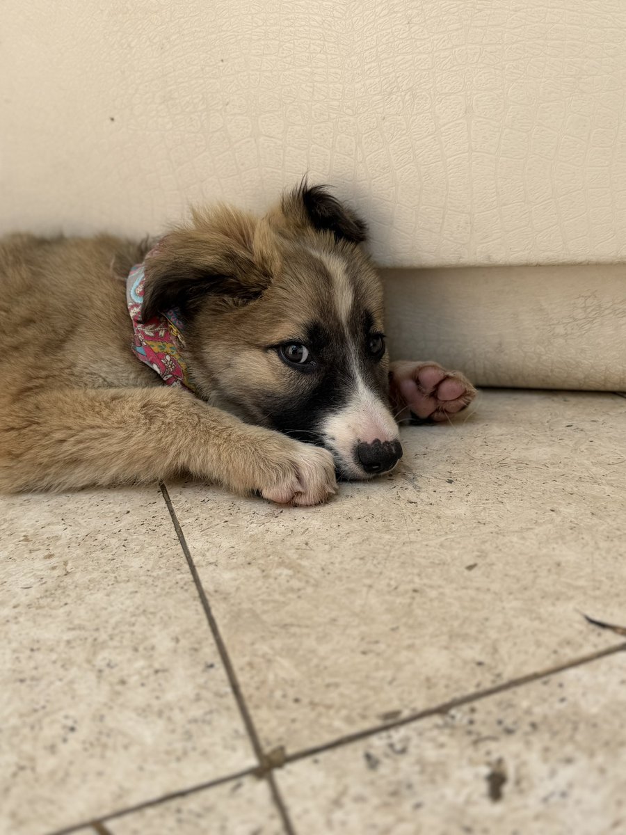 Alina_Gag's tweet photo. Me llamo Alabama. Soy una cachorrita preciosa. Nací y crecí en el monte. Mi mamá nos cuidó muchísimo, tanto como pudo. Sobrevivimos mi hermana y yo. Y nos trajeron a estar juntas en un hogar temporal las 3. 🥹

Pensé que mi mamá no venía y me puse muy triste. Pero después la vi y https://t.co/Eom1no14WH
