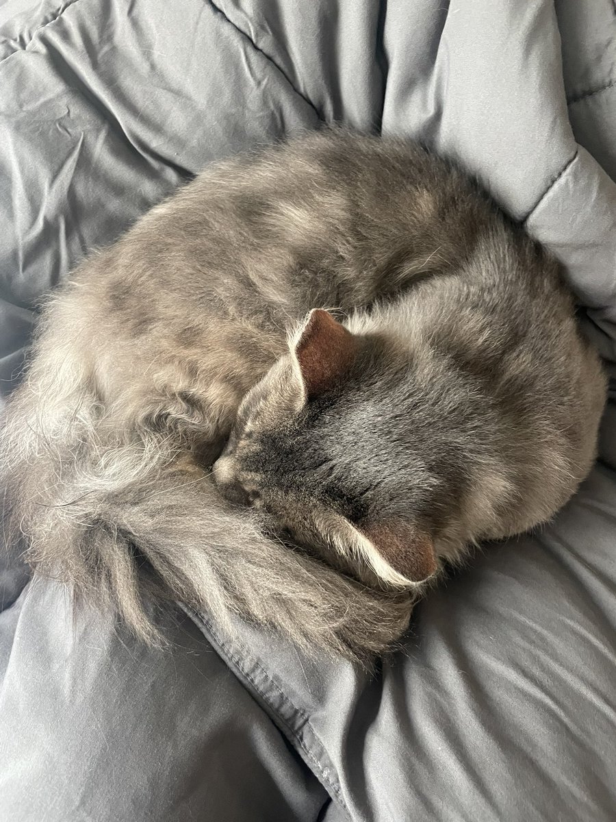 silverr4bbit's tweet photo. Kittie https://t.co/mh3O9uLYjG