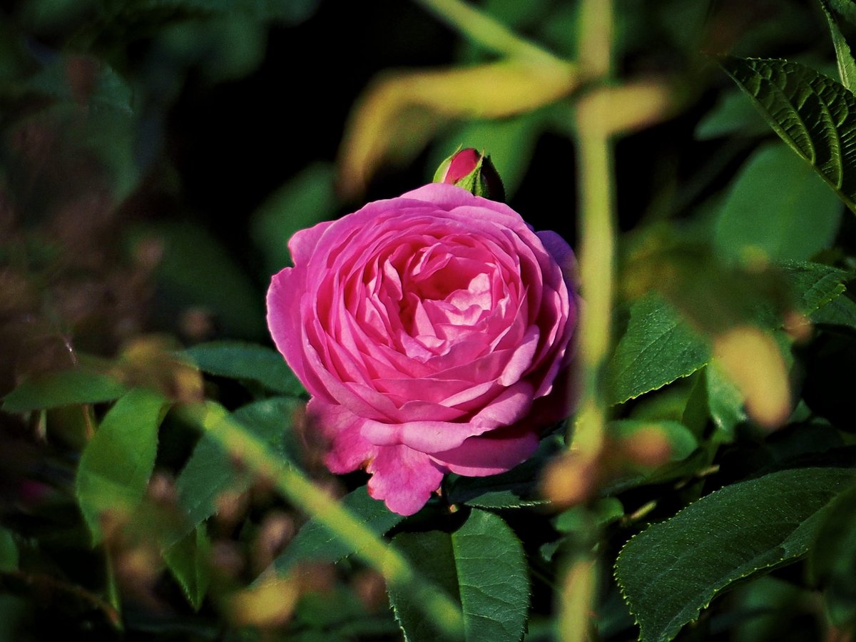 PEKHTography's tweet photo. Fifty petals spiral inward like a secret 🌸 —
mathematicians call it Fibonacci, the rose calls it survival.
The wound and the whorl are the same thing. 🌿✨
#FlowerPhotography #NatureGeometry #RoseMacro #PetalDeep https://t.co/rqGjgqdVmW