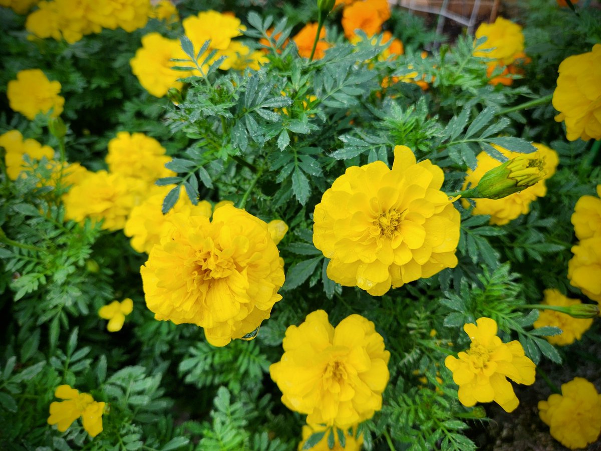 masaki_com's tweet photo. You are like a swaying marigold. https://t.co/TZWKjeVKps