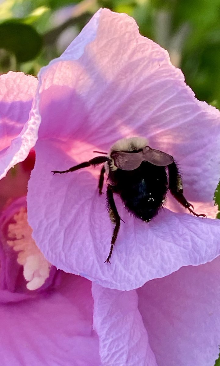 christinedemar's tweet photo. @hatetorycuts Beautiful flowers, Susan, thank you for sharing. #BeeFriendly  and #peaceful. https://t.co/J8oMCYbfUq