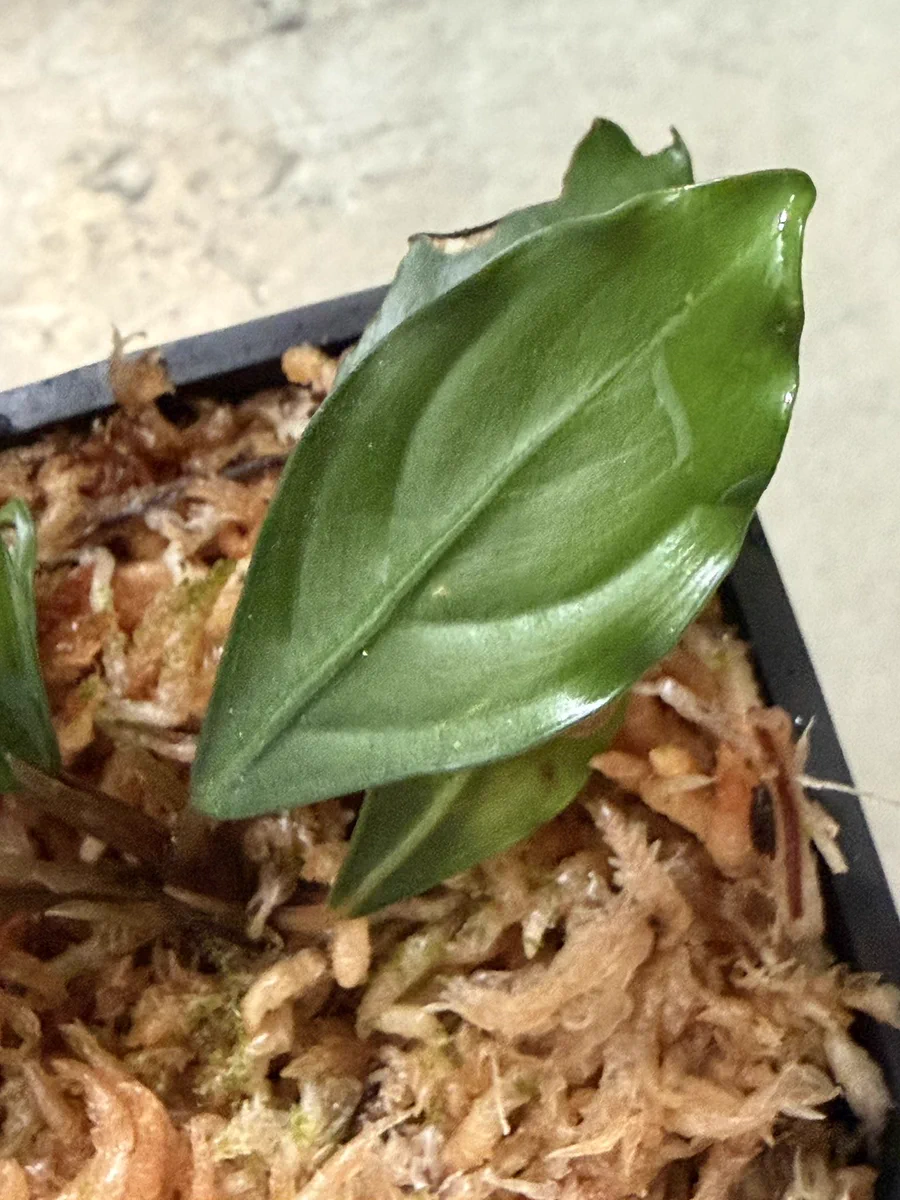 東南亜細亜植物採取家 TZ便 on X: 
