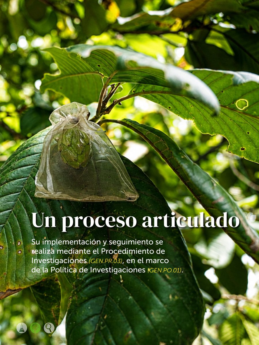 JBotanicoBogota's tweet photo. Porque investigar también es una forma de conservar nuestro patrimonio natural. 

#InvestigaciónCientífica https://t.co/rtuttcZj63