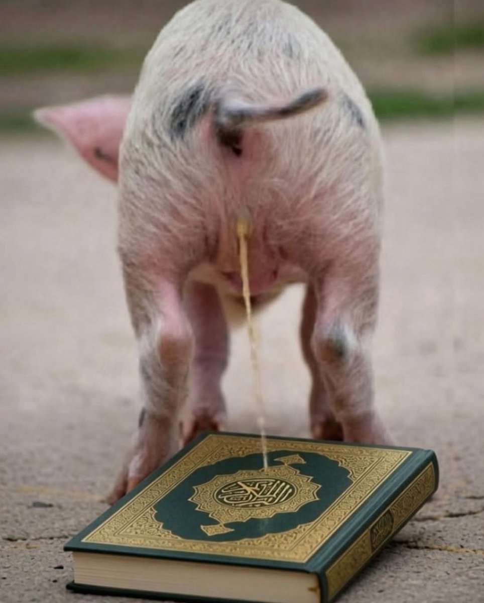 hshLauraJ's tweet photo. Pigs are really smart. 
🤔🤔 https://t.co/qmSwU8072e