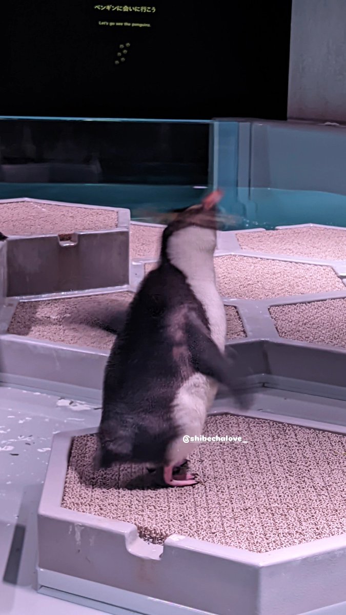 Shibechalove_'s tweet photo. ぶるぶるぶる🐧🫨🫨 https://t.co/4vto4AUp8Z
