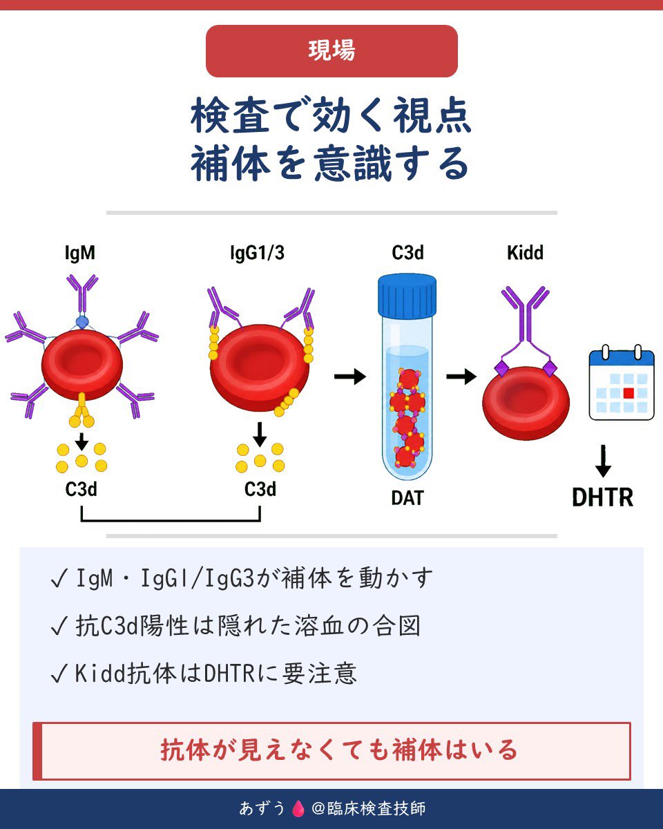 az_mt111's tweet photo. 🩸補体系、ややこしく見えますが「入り口は3つ、出口は1つ」で整理すると一気に分かりやすくなります。

補体が活性化する入り口は3つ👇

🔹古典経路
抗原に結合したIgG・IgMにC1qが結合してスタート。

🔹レクチン経路
MBLが病原体表面の糖鎖を認識してスタート。抗体は不要。

🔹第二経路（副経路）
C3が自然に少しずつ活性化し、病原体表面で増幅します。こちらも抗体は不要。

ただし、入り口が違っても最終的には
「C3転換酵素 → C5転換酵素 → MAC」
という共通ルートへ合流します。

つまり覚え方は
👉「入り口は3つ、出口は1本」

C3転換酵素は、
古典・レクチン経路＝C4b2a
第二経路＝C3bBb

C3が切られると、C3aは炎症、C3bはオプソニン化などに働き、最終的にC5b〜C9が集まってMACを形成。細胞膜に穴をあけます。

そして輸血検査で重要なのがここ🩸

IgMやIgG1・IgG3は補体を活性化しやすく、特にABO不適合輸血では、補体活性化からMAC形成まで進むことで血管内溶血につながります。

また、Kidd抗体のような補体を結合する抗体は、検出しにくくなっていてもDHTRの原因になることがあります。

DATで抗C3d陽性を見たときは、
「赤血球に補体が結合している」
という視点を持つことも大切です。

📌補体は3経路をバラバラに丸暗記するより、「3つの入り口 → C3に合流 → MACへ」と一本の流れで覚えると理解しやすいです。