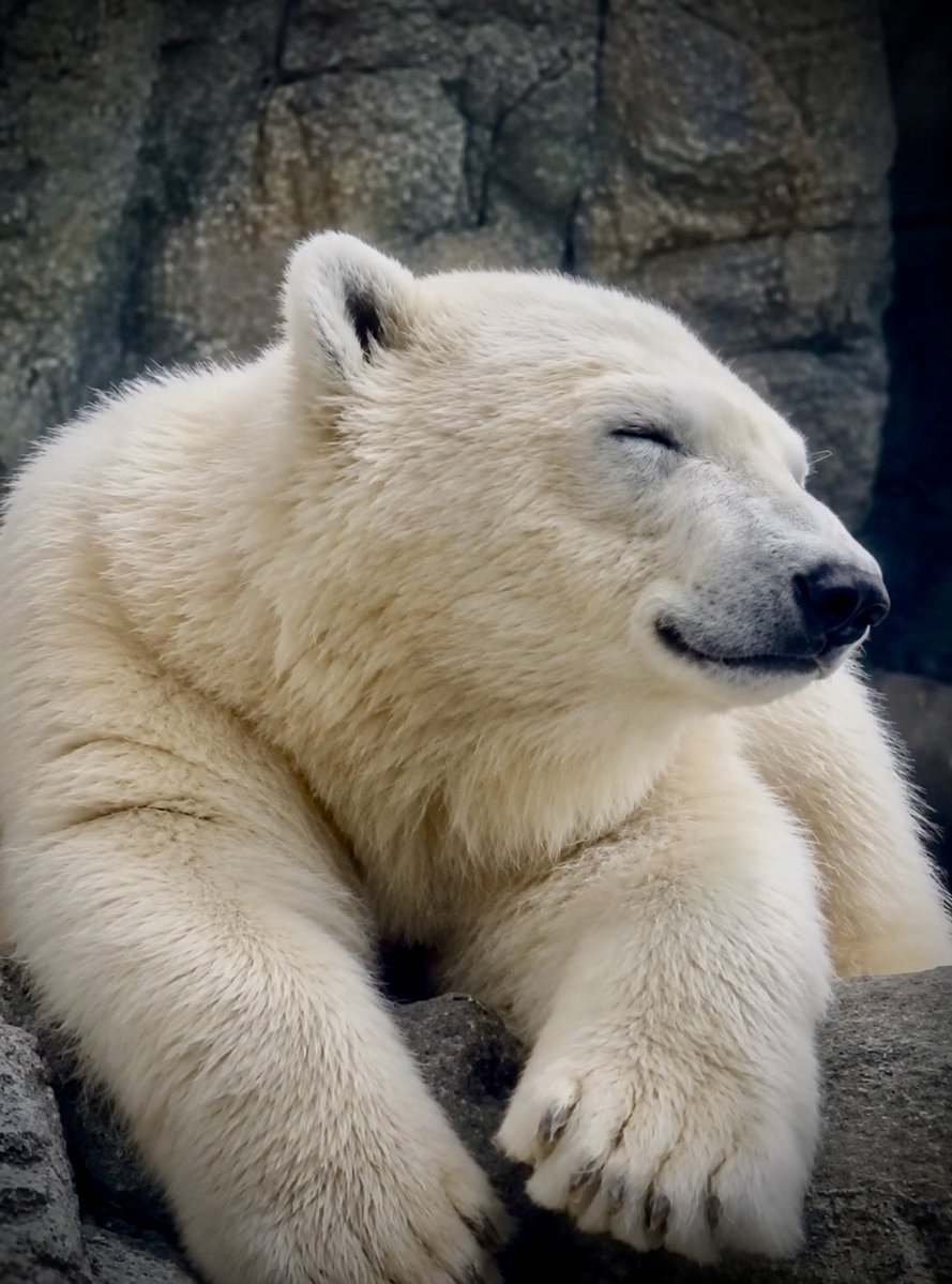 denari0529's tweet photo. おはようございます😊

モモ太｜男鹿水族館GAO 

#ホッキョクグマ
#polarbear https://t.co/ppAlnqqp5H