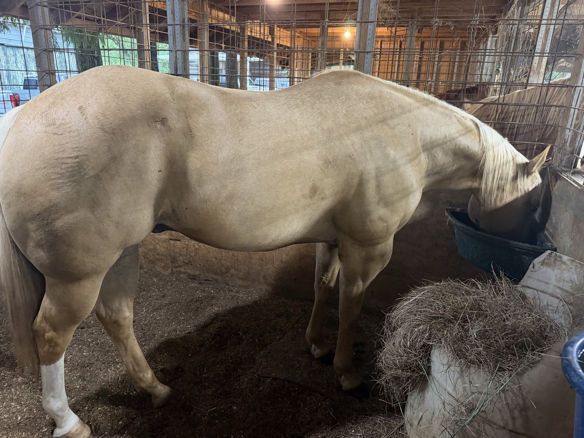 ltgrusselhonore's tweet photo. Horse Update.Labor Day 2026 . Big Red and Marshall Dillon Having Supper. Red Eating @Purina Senior Wet, He can’t chew the Hard Pellets, so we soak in water , at 29 years old his chewing teeth are gone , we do same w his Alfalfa Cubes . Marshall Dillion get Alfalfa Cubes for Supper. As recommended by @LSUVetMed Happy Labor Day , Stable Horses are 24X 7 operations! Yes we have Cameras in the Barn .
