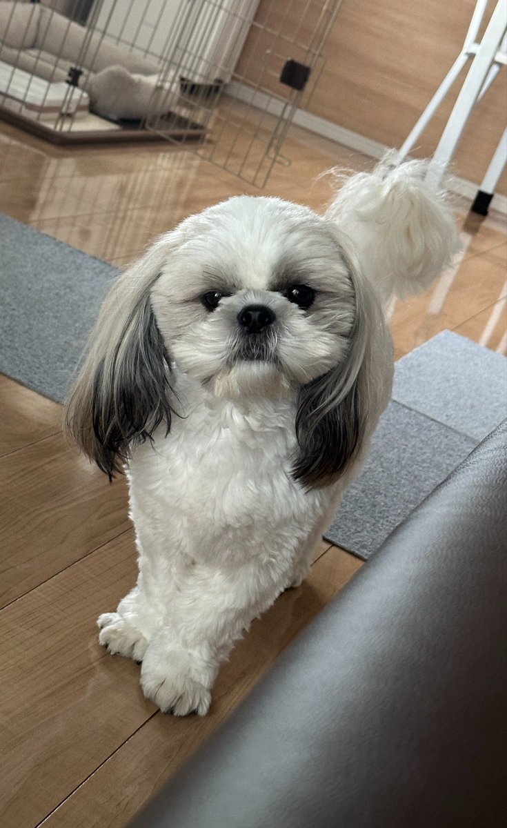 shihtzu_apollo's tweet photo. 寝てるママのほっぺに爪を立てて伸びをしました
ママの「痛い！」の声にビックリしました😞 https://t.co/l5h4ZBGgPa