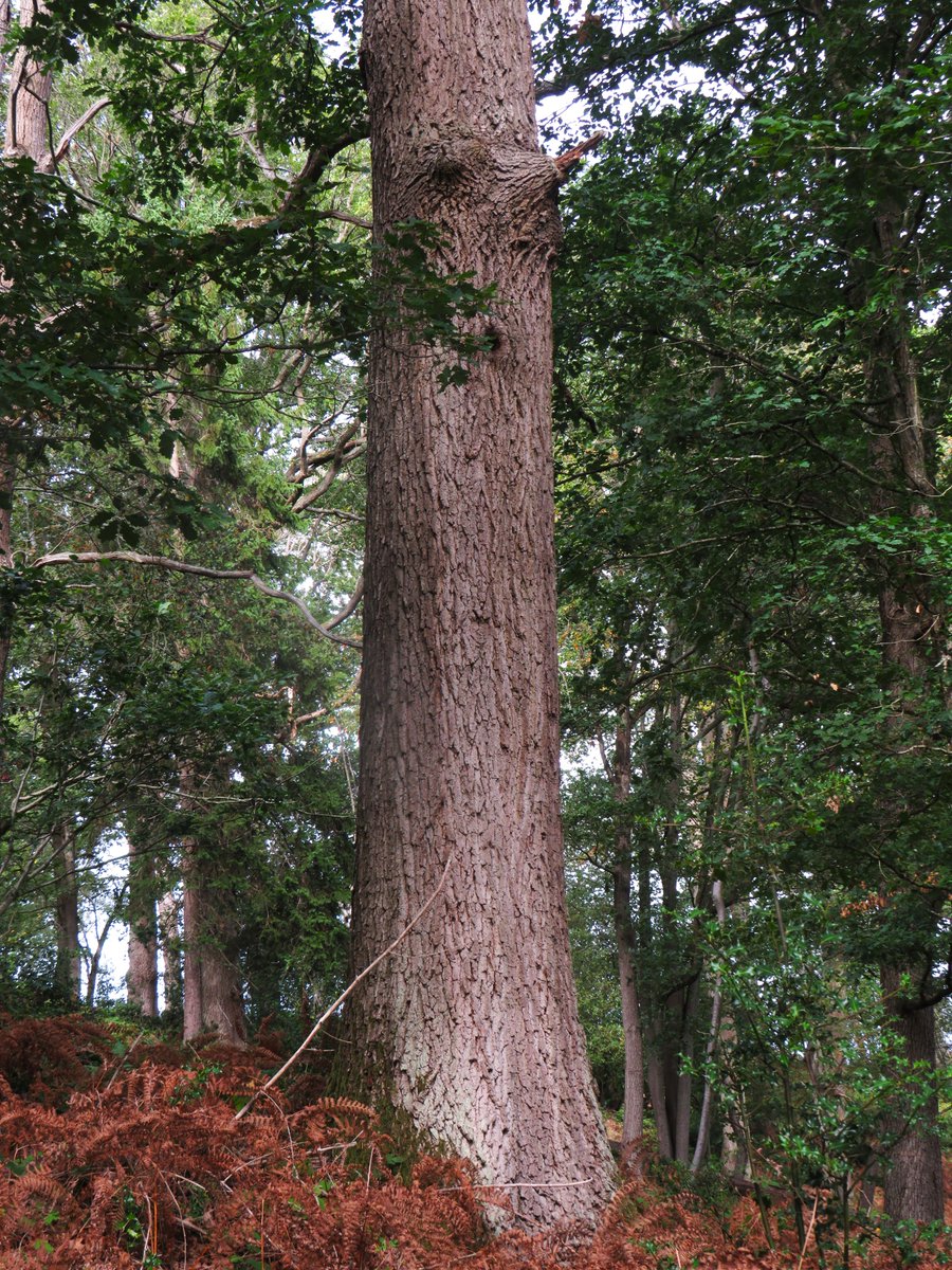 MatthewShute's tweet photo. Ancient bark-backbone is beaming,
beneath boughs, a forest dreaming,
sun and shade jointly redeeming
bracken below, gently gleaming
#ThickTrunkTuesday
🤎 🌳 🌿 🤍 https://t.co/8n3ZnJKCzi