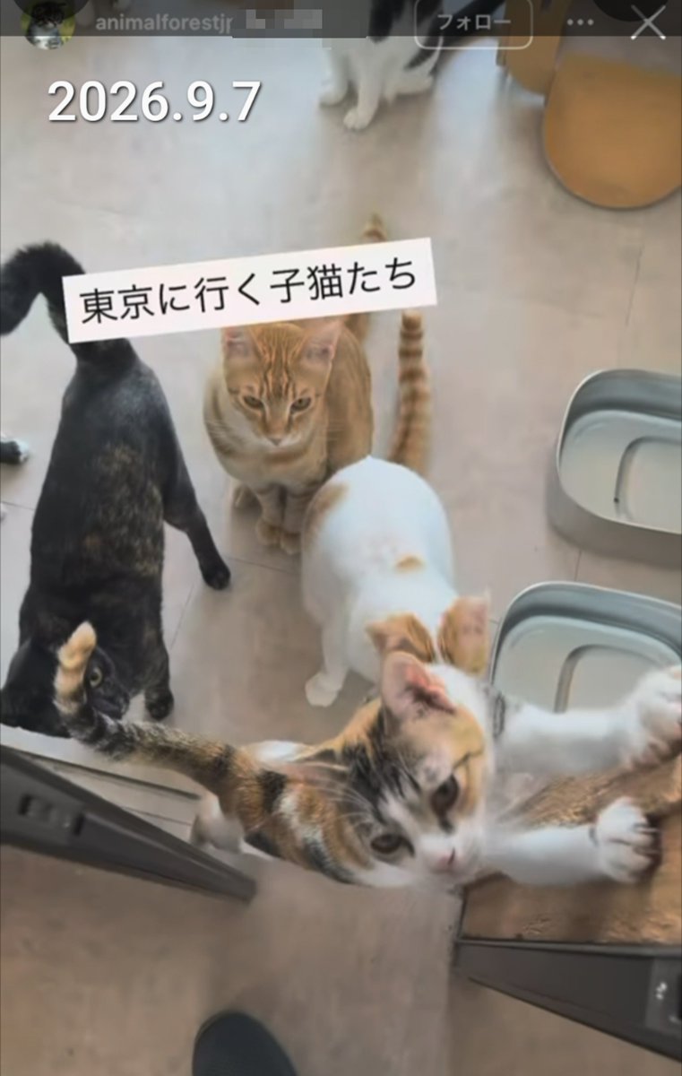 SWWJPG's tweet photo. ダンテ氏は子猫ばかりを東京に空輸するつもりの様な言い方をしてますが…

宜野湾のビルで２年弱の間に300匹→150匹と数を減らしている保護猫達（譲渡・死亡報告はほぼ無い）

これ、異常な減り方だと思うのですが…子猫と戯れる姿で宜野湾の現実を誤魔化そうとしていませんか？

#アニマルフォレスト https://t.co/0qcSy96SUU