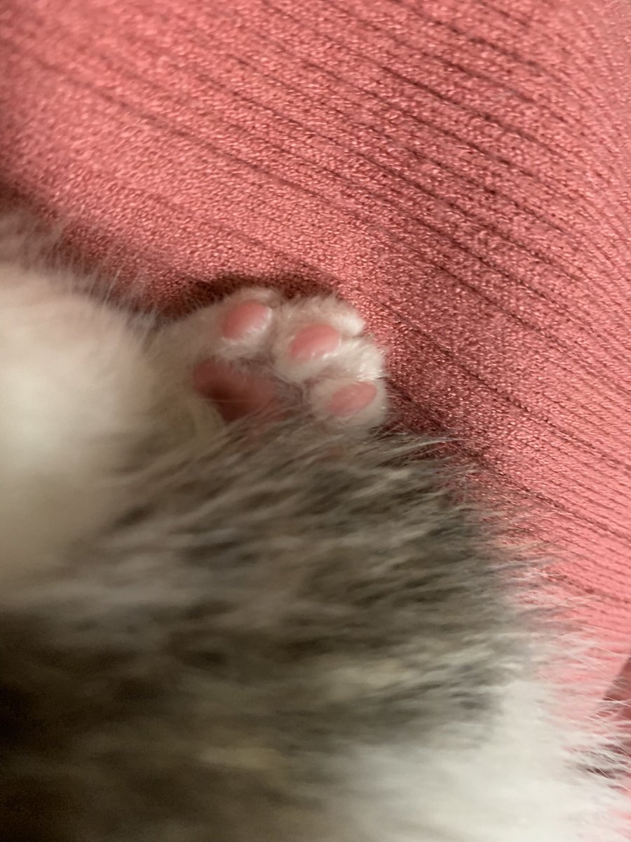 jun_nogi105's tweet photo. 🩷 🐾 https://t.co/VdsuiapFZm