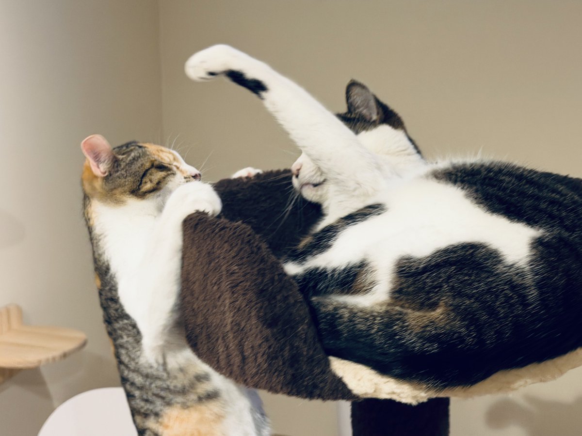 akihirocamera's tweet photo. #cat #catcafe #fullcat #cute #photo
#iPhone17promax https://t.co/El3qD1aZ4t
