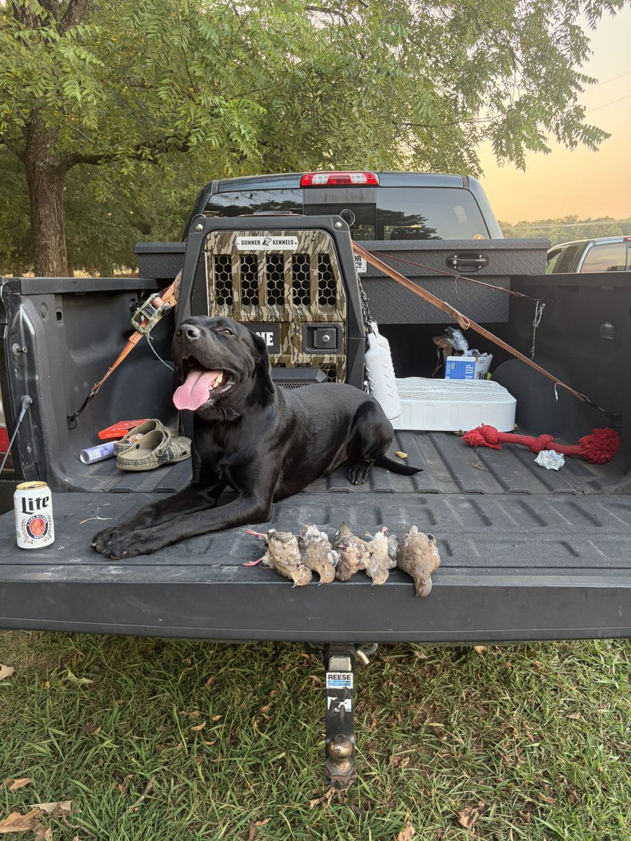PapaLegba98's tweet photo. Super proud of my pup on his first hunts this weekend. Got better with every bird he brought back. https://t.co/mpkJN57fk9