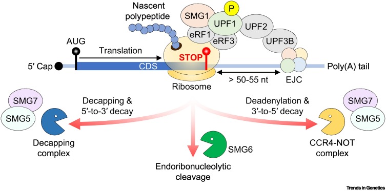 TrendsGenetics's tweet photo. Circular RNAs as central regulators of RNA stability https://t.co/2fMWj0Y6bl https://t.co/MMkyKBUSUI
