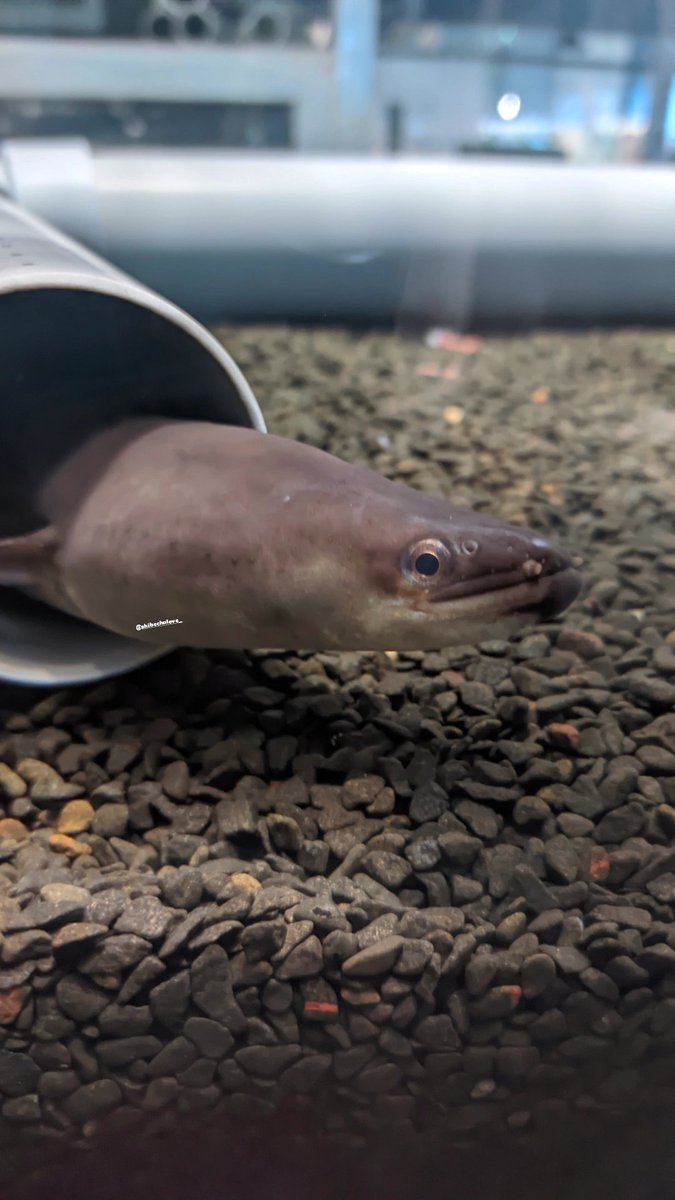 Shibechalove_'s tweet photo. にょきにょき🐟
人間が近寄ったらパイプから出ないのに
この日は出てきてくれたよ https://t.co/hvZlL0ExAP