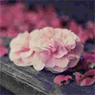 OHYESS_39's tweet photo. Every pause is an invitation to realign with your deeper self.   🌹 👑 https://t.co/BR3kNfXhUU