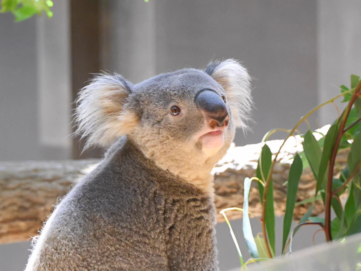 🐨シェリー🥞☕ on X: 