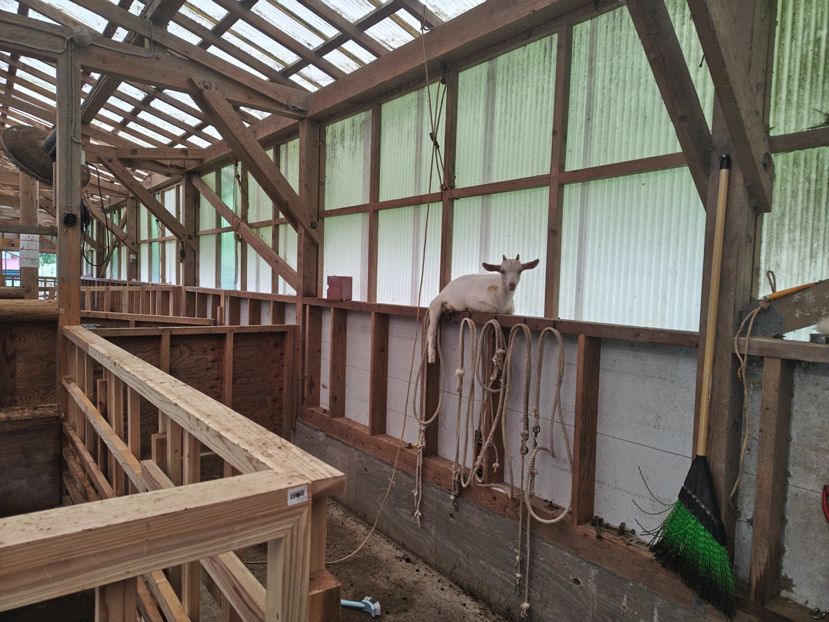 comaro_ak's tweet photo. しらたま神が脱走して「なんでそこに居るの?」って場所に居たので、神々と遊んでも良いものとする( ˘ω˘ ) https://t.co/eBPQvJK9BQ