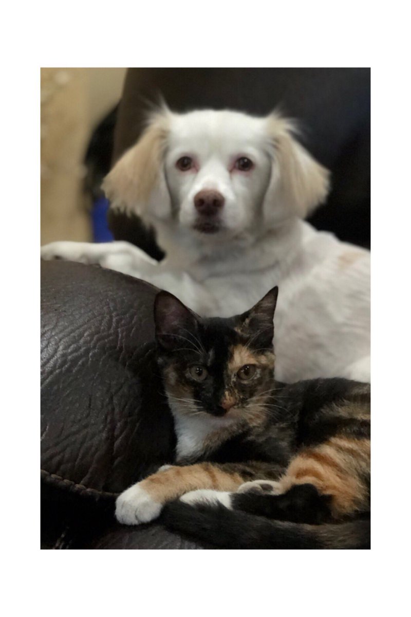 celalabella's tweet photo. Just had to put my baby boy, Kilo down. He loved me for 15 years and I’m so grateful I got to be his momma. Imma miss you baloogies! 💔 https://t.co/cv2PTtGiiL