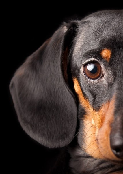 CuteDogs89's tweet photo. https://t.co/XmmBRdvitV