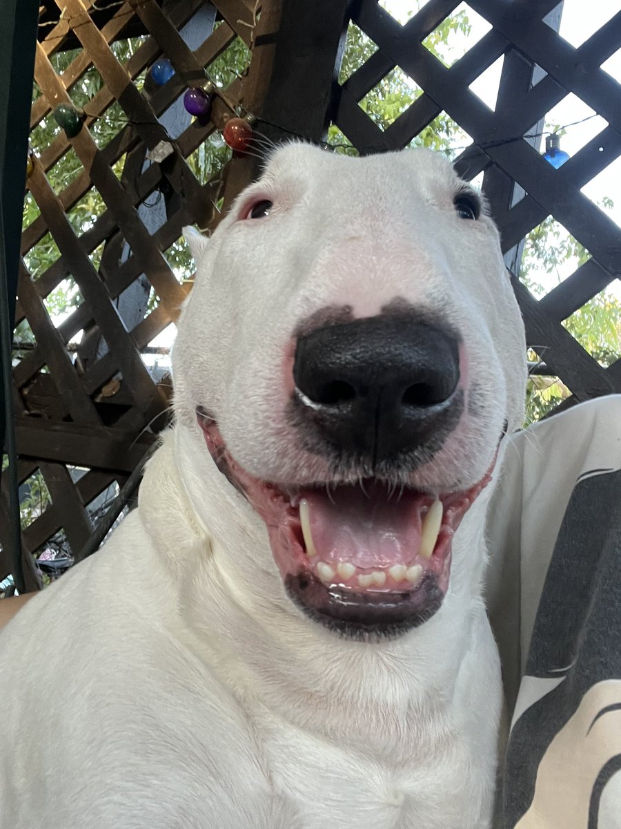 PupperNelson's tweet photo. Walter on the porch swing? He do be having a nice time, doe. https://t.co/Oo0e1cU9PD