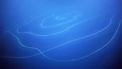 Saccdestroyer69's tweet photo. @Kali_OwO this is an actual fucking animal: The Giant Siphonophore https://t.co/ILuNrPZwvL