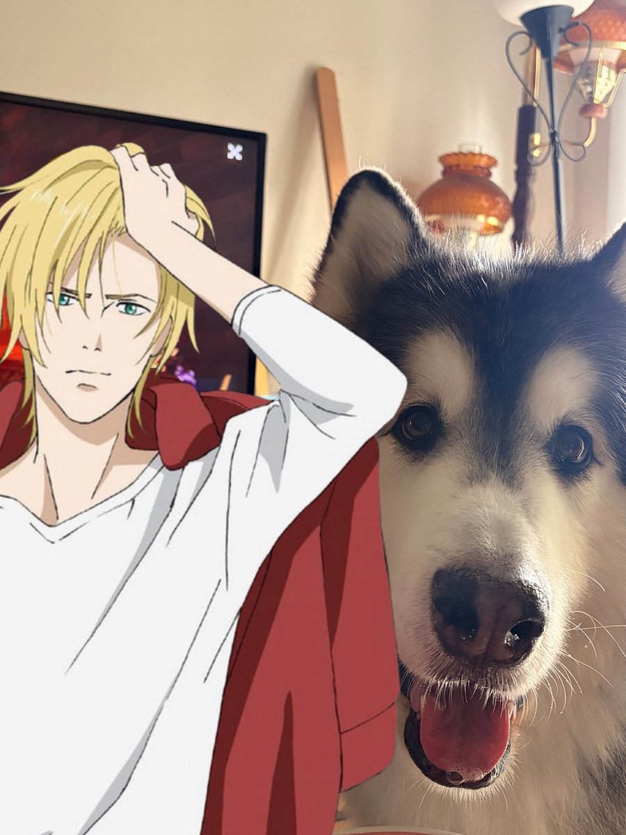 ittoburitto's tweet photo. omg my dog met ash lynx (NOT edited) https://t.co/5CzOnq0vZF