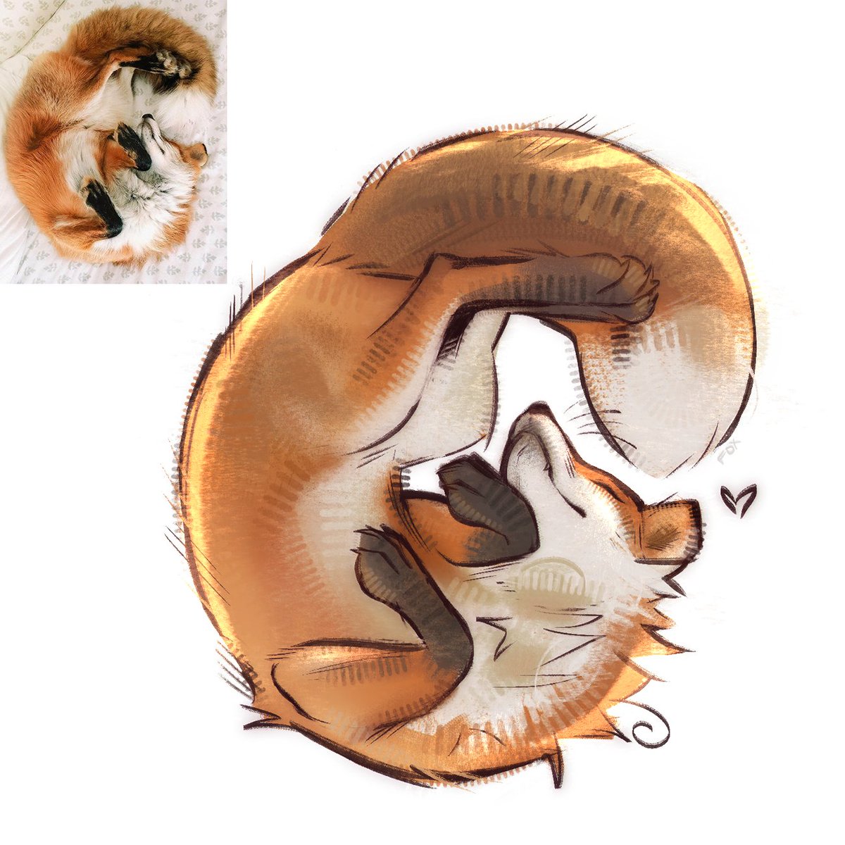 f0xlett's tweet photo. fox sketch https://t.co/5551MDNCwE