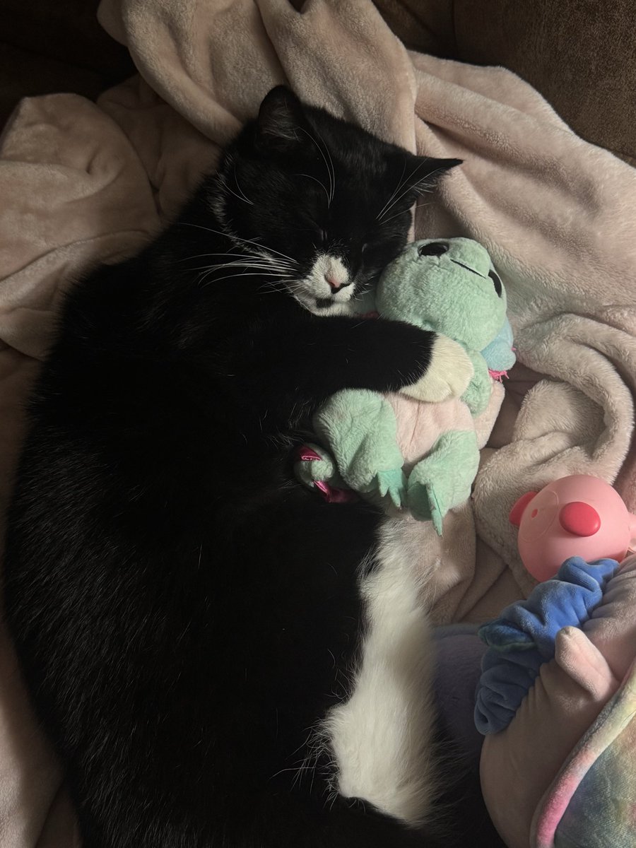 VirumVelstar's tweet photo. raaah I love my eepy boy🥹💜 https://t.co/PgWUYThZCC