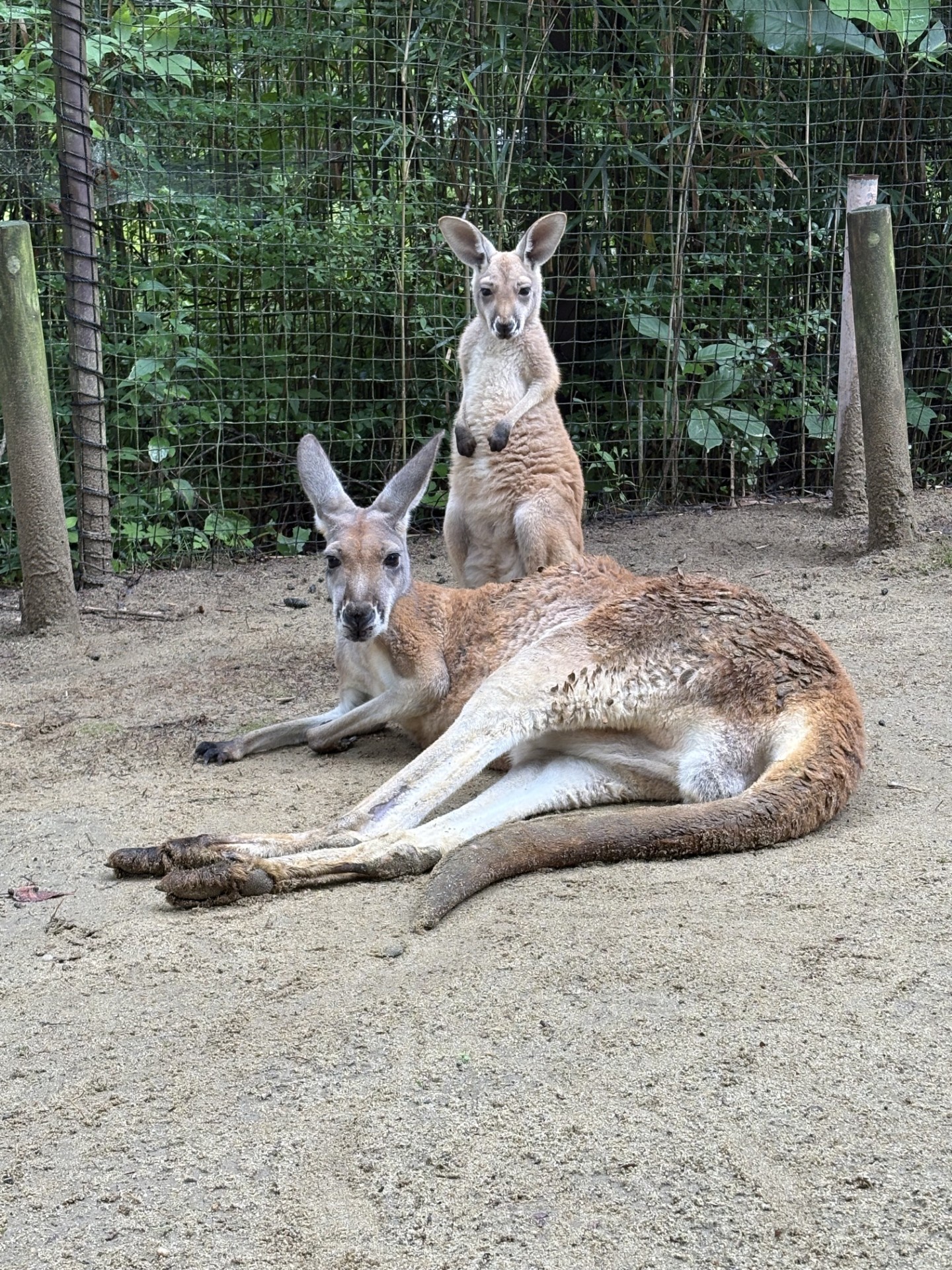 八木山動物公園フジサキの杜【公式】 on X: 