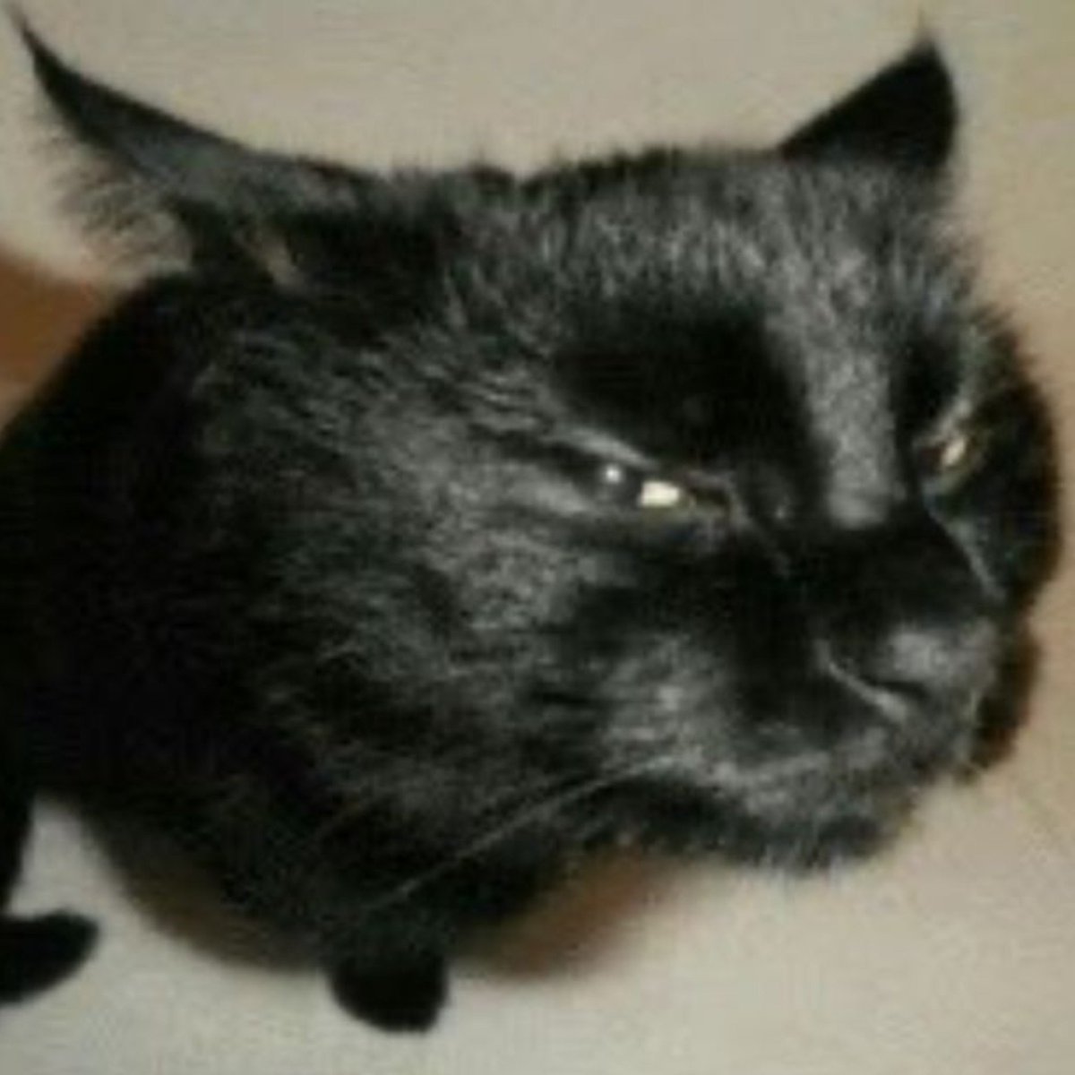 jjamie_cat tweet picture
