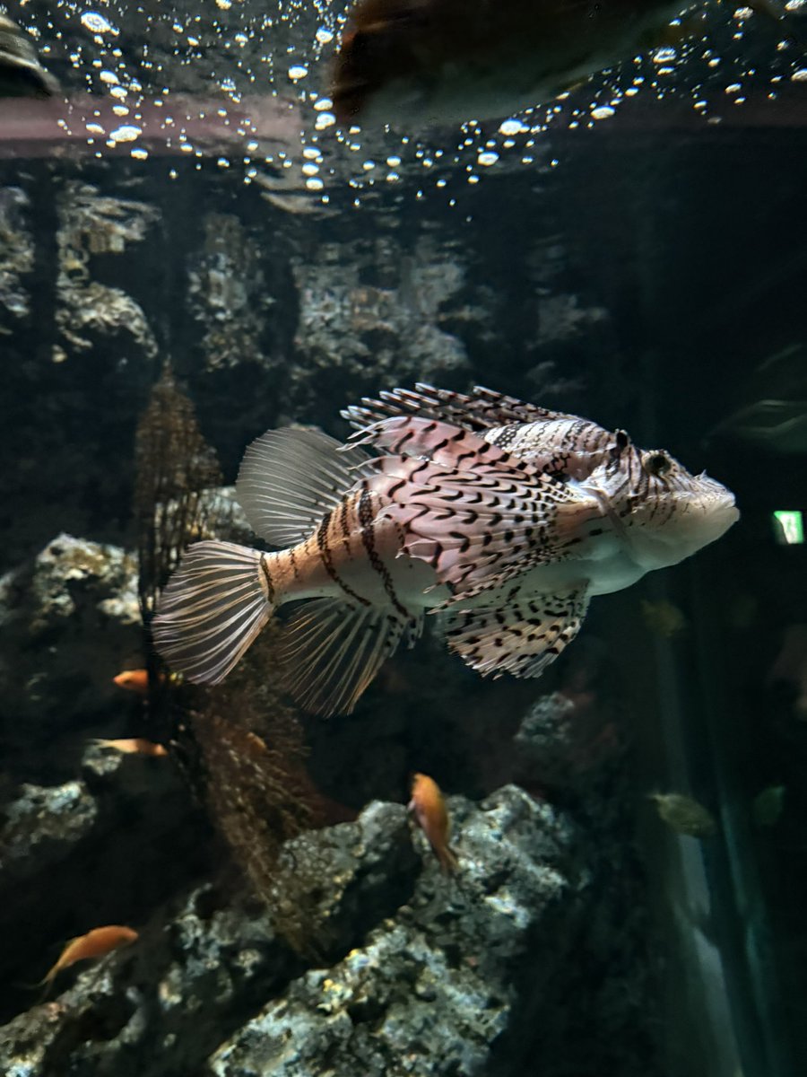 forestUooU's tweet photo. 昨日水族館行った〜 https://t.co/cg5HWSl3eK