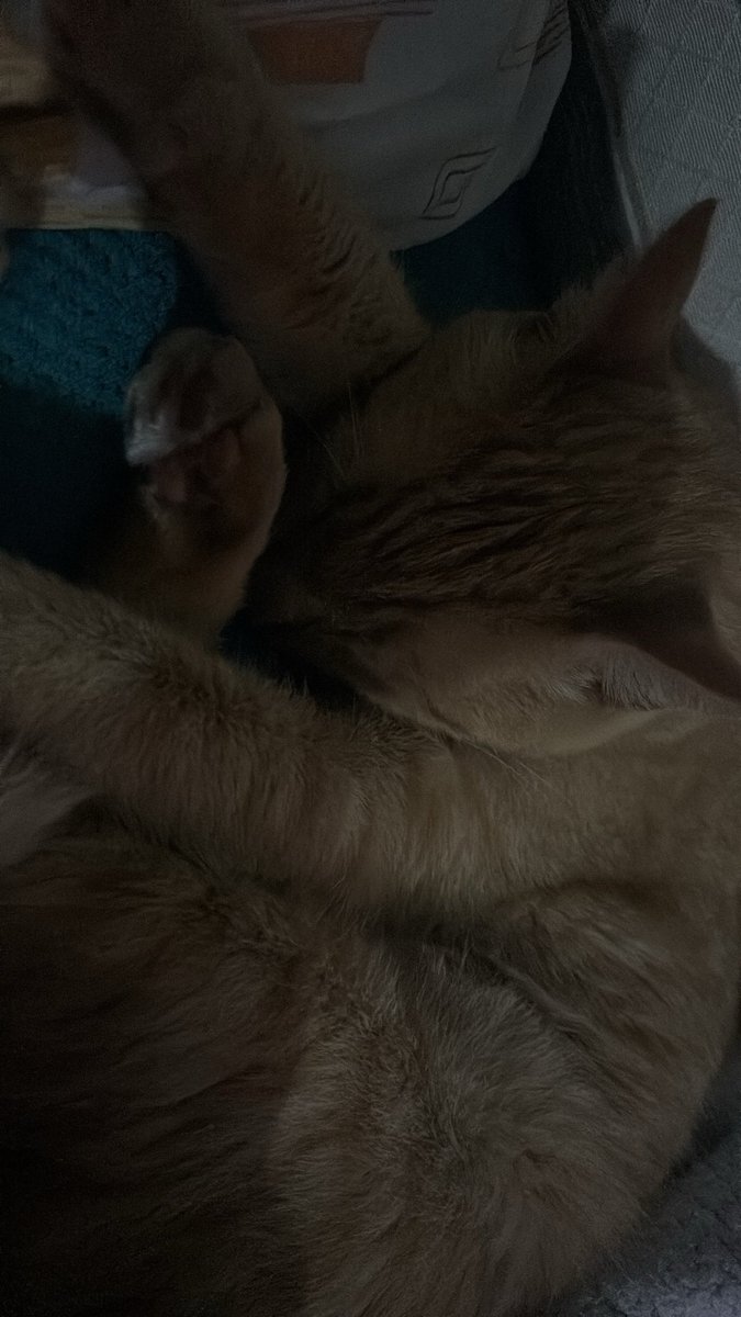 carfersole's tweet photo. Pero si yo nunca he dormido solaaaaa. https://t.co/sXn8mgwGtc