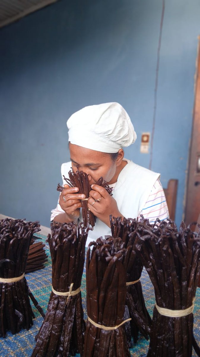 vanillabeansm's tweet photo. Looking for premium Madagascar vanilla? We export over 20 tons per year! Visit https://t.co/jqNlLRBc4q for details. #vanillaextract #madagascarvanilla #premiumquality #gourmetvanilla https://t.co/ATenlnE2sZ