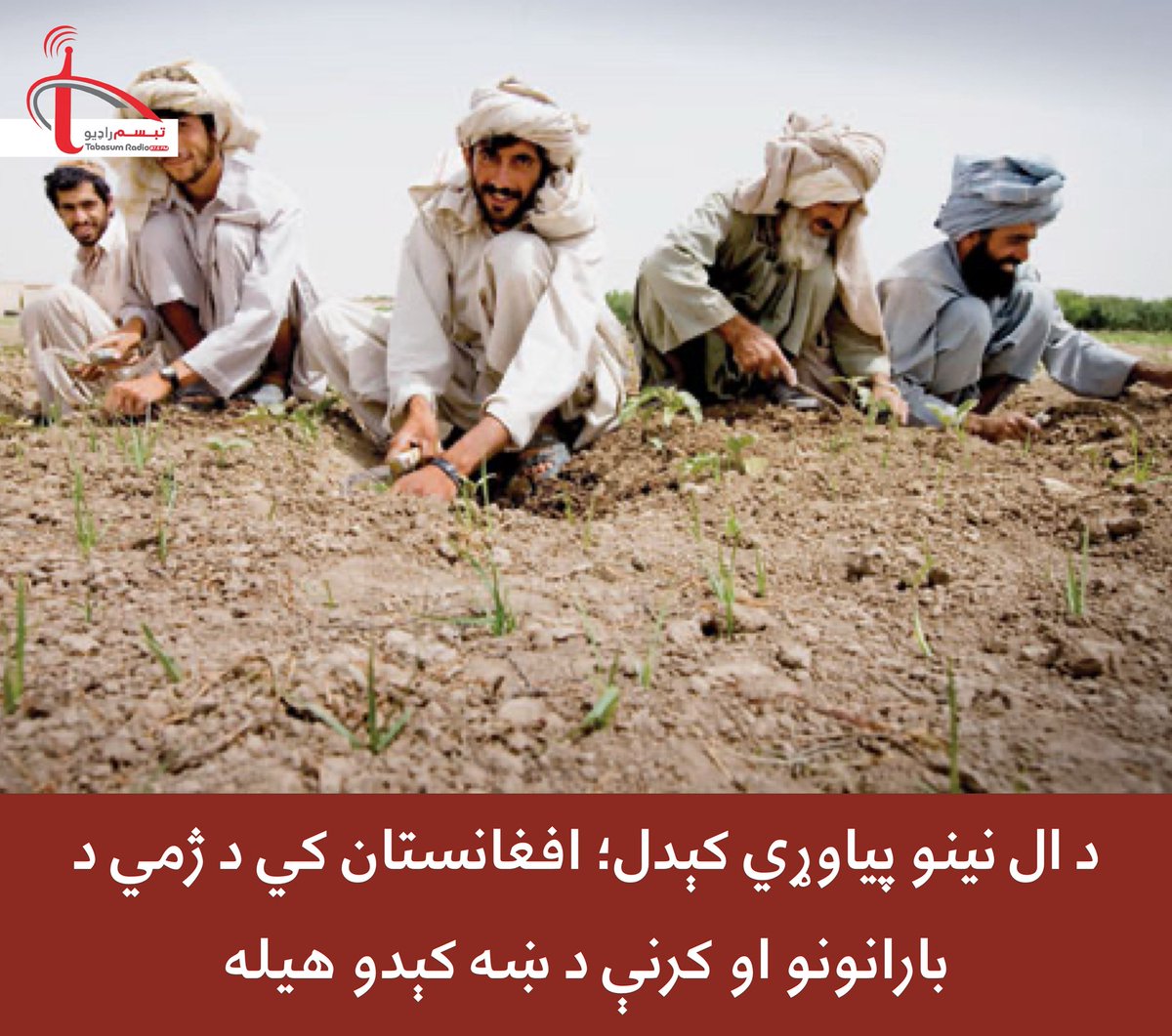 TabasumRadio's tweet photo. د خوړو او کرنې نړیوال سازمان (FAO) وايي، د «ال نینو» پدیدې د پیاوړي کېدو له امله ښايي د ۲۰۲۶/۲۷ کال په ژمي او راتلونکي پسرلي کي په افغانستان کي د بارانونو کچه زیاته سي. 
دا بارانونه کولای سي د اوبو شتون او د کرنې وضعیت ښه کړي، خو ورسره د سېلابونو خطر هم زیاتېدلای سي. https://t.co/7dtQhDCOwp