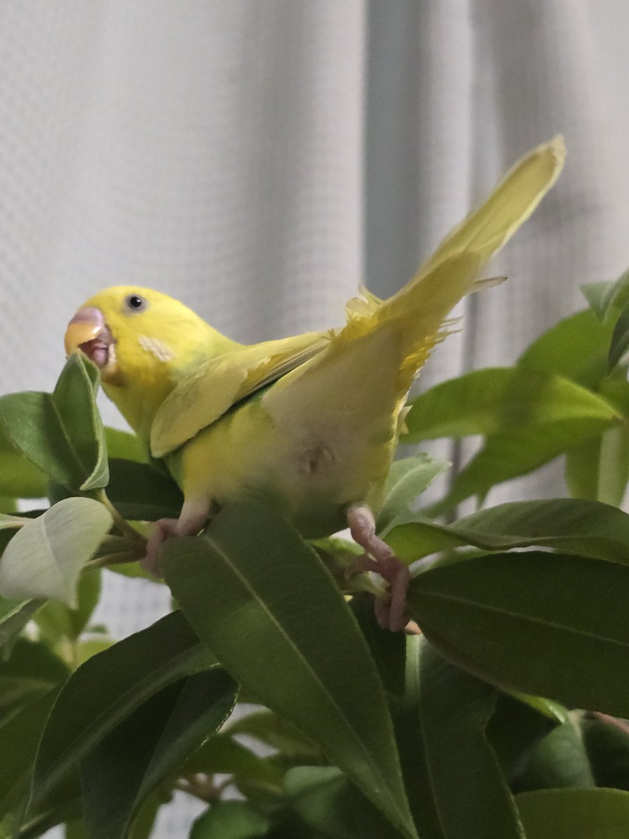 ChickLv4's tweet photo. ちょ、おま
🌱🐥 https://t.co/uKCr49hms3